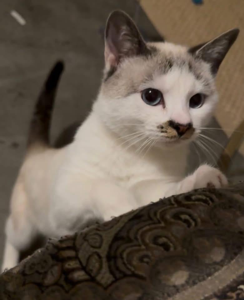 Enlarge Goldie&Olaf, a ADOPTABLE Domestic Short Hair in Murfreesboro, TN image 3/4