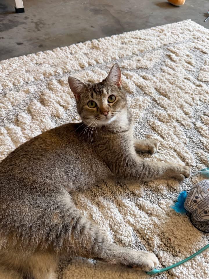 Enlarge Goldie&Olaf, a ADOPTABLE Domestic Short Hair in Murfreesboro, TN image 2/4