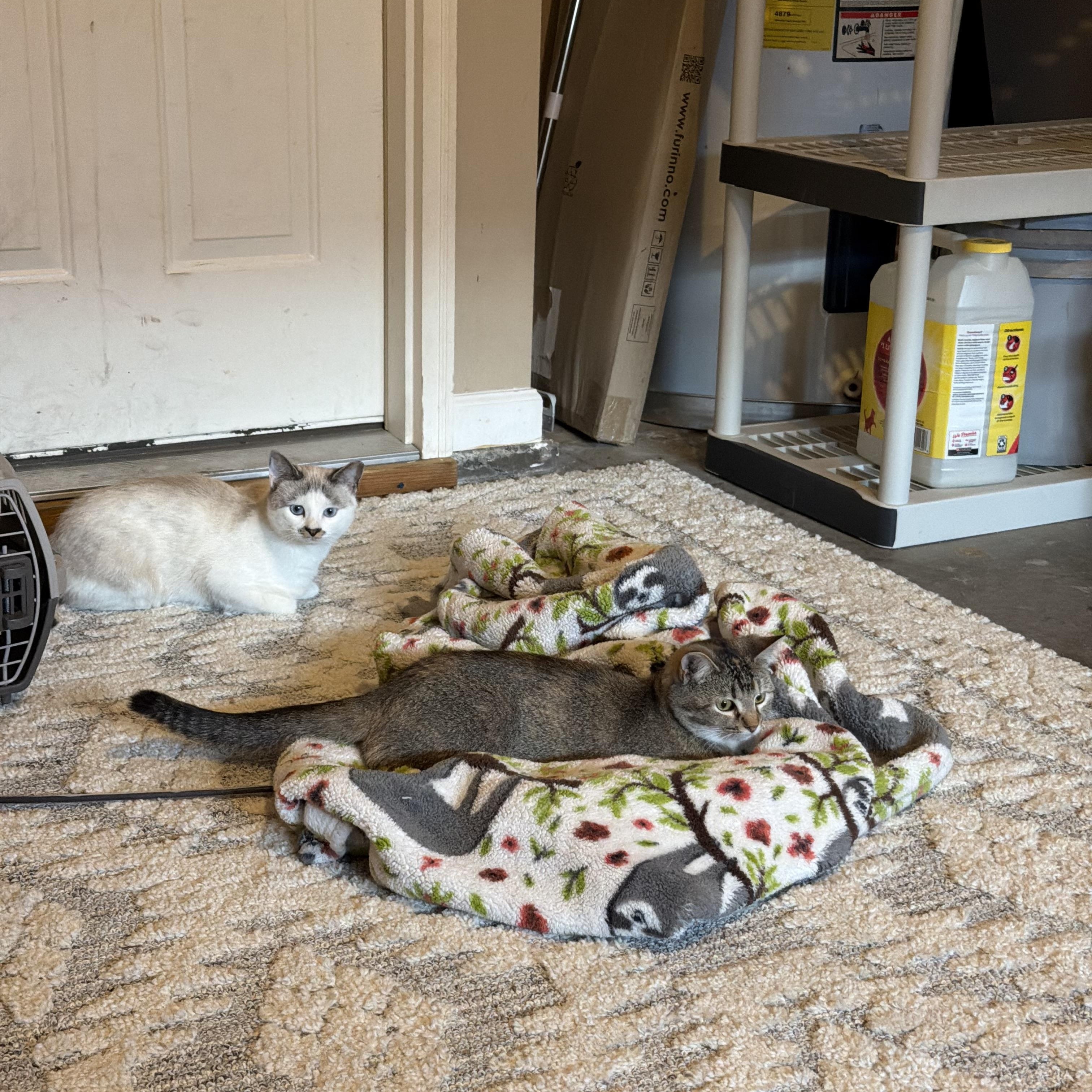 Enlarge Goldie&Olaf, a ADOPTABLE Domestic Short Hair in Murfreesboro, TN image 4/4