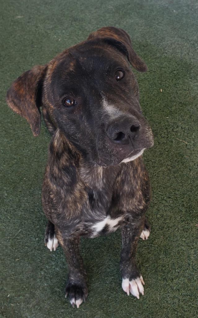 Scout, Adoptable, Young Male Boxer.