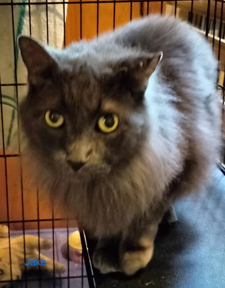 Jake, Adoptable, Adult Male Maine Coon.