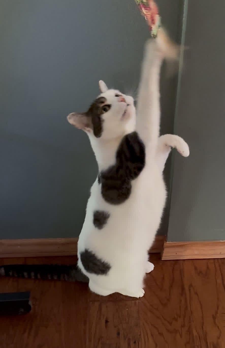 Enlarge Arya , a ADOPTABLE Domestic Short Hair in Mount Pleasant, TX image 4/6