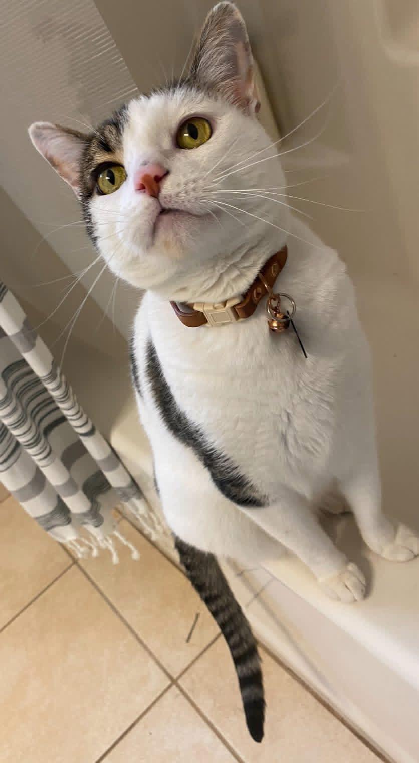 Enlarge Arya , a ADOPTABLE Domestic Short Hair in Mount Pleasant, TX image 6/6