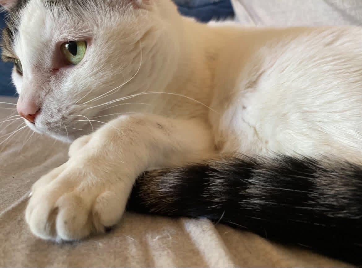Arya , ADOPTABLE, Senior Female Domestic Short Hair.