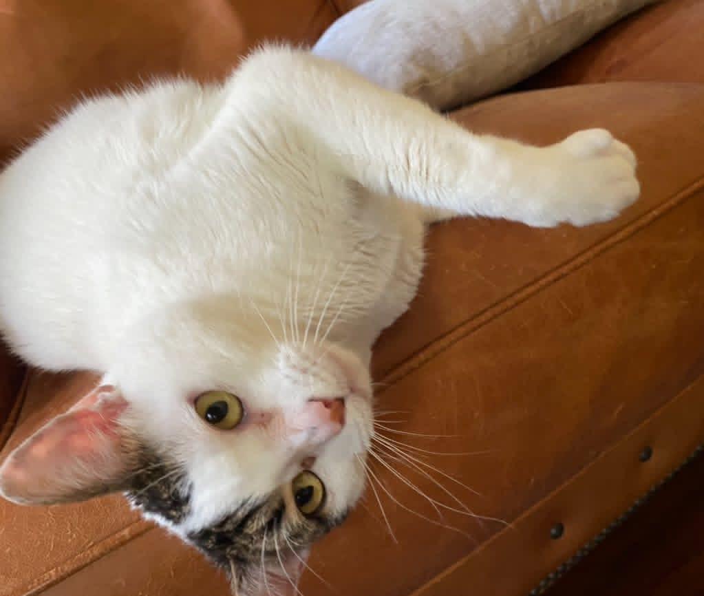 Enlarge Arya , a ADOPTABLE Domestic Short Hair in Mount Pleasant, TX image 3/6