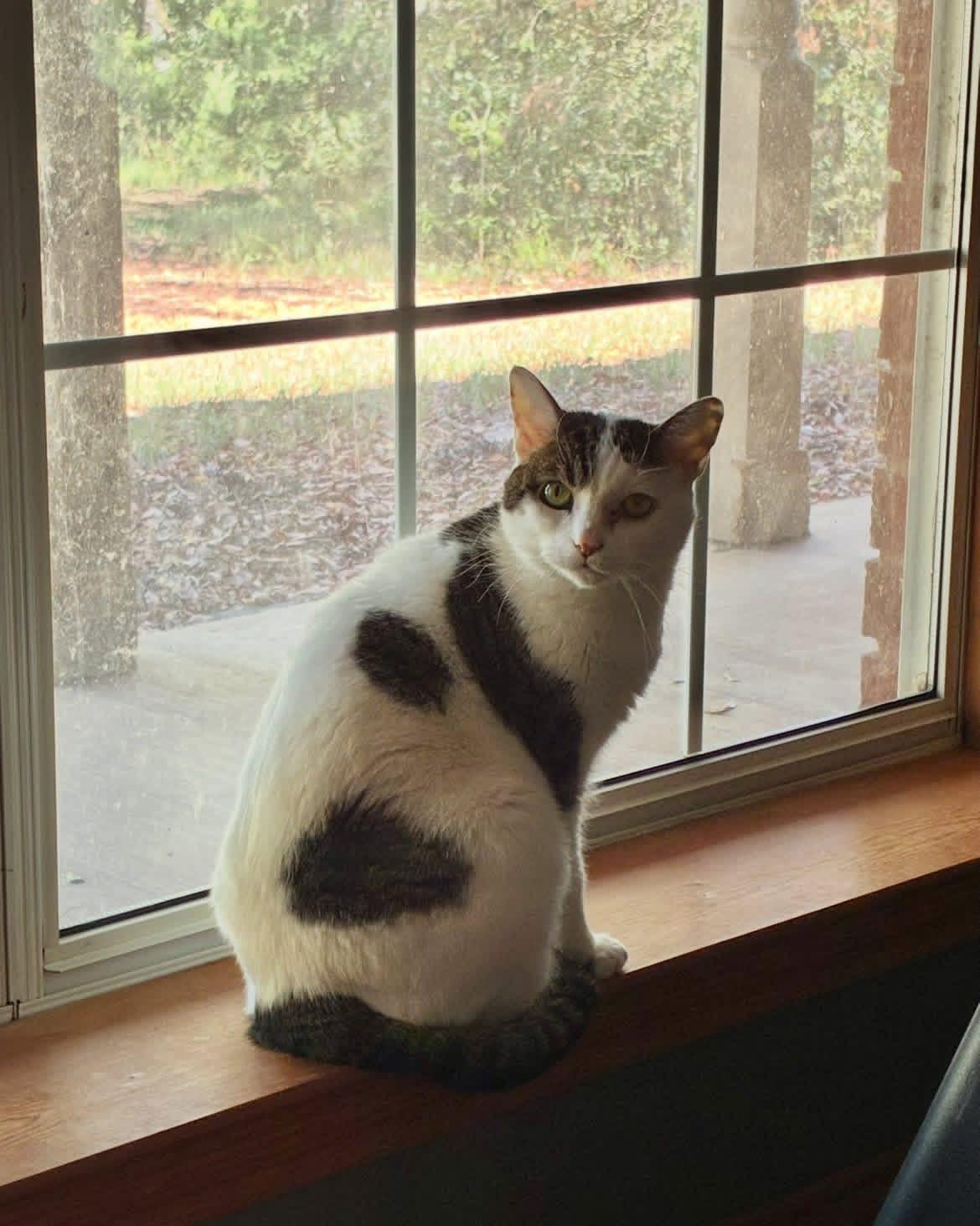 Enlarge Arya , a ADOPTABLE Domestic Short Hair in Mount Pleasant, TX image 5/6