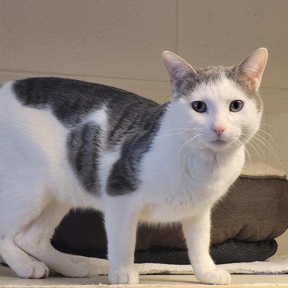 Enlarge Asher, a ADOPTABLE Domestic Short Hair in Schaumburg, IL image 5/5