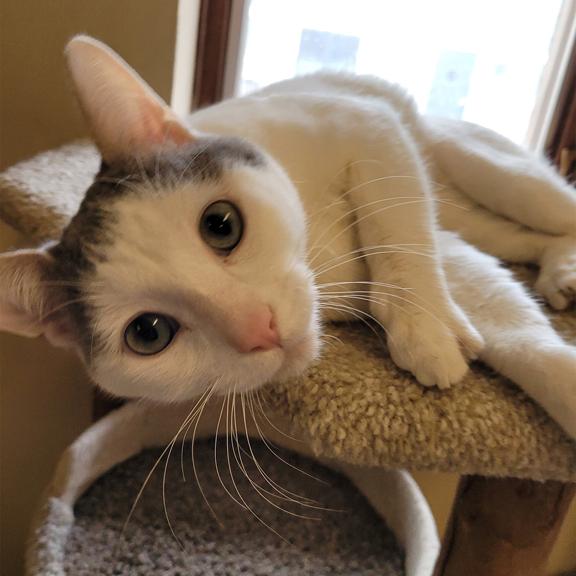 Enlarge Asher, a ADOPTABLE Domestic Short Hair in Schaumburg, IL image 3/5