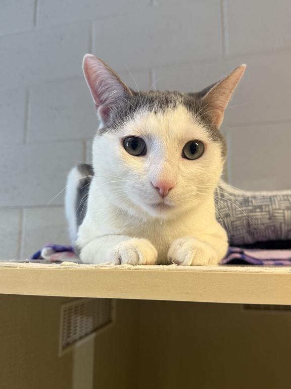 Enlarge Asher, a ADOPTABLE Domestic Short Hair in Schaumburg, IL image 2/5