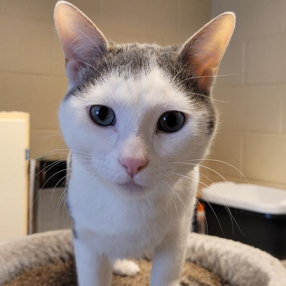 Asher, ADOPTABLE, Young Male Domestic Short Hair.