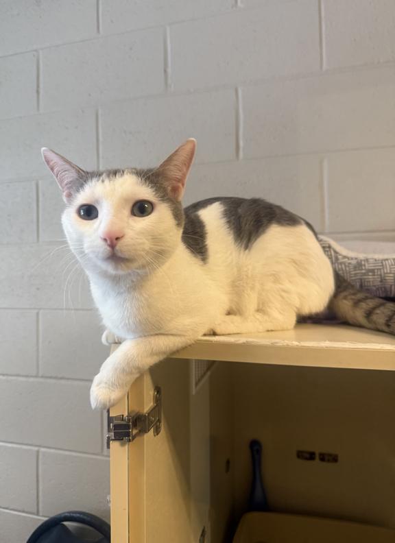 Enlarge Asher, a ADOPTABLE Domestic Short Hair in Schaumburg, IL image 4/5