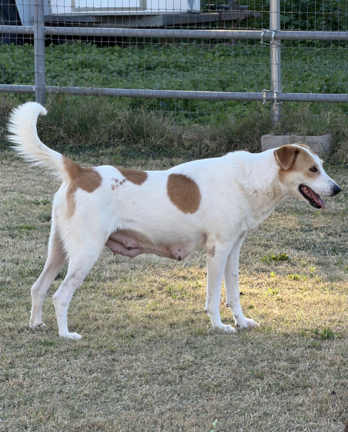 Enlarge Leah, a ADOPTABLE mixed breed in Gilbert, AZ image 6/6