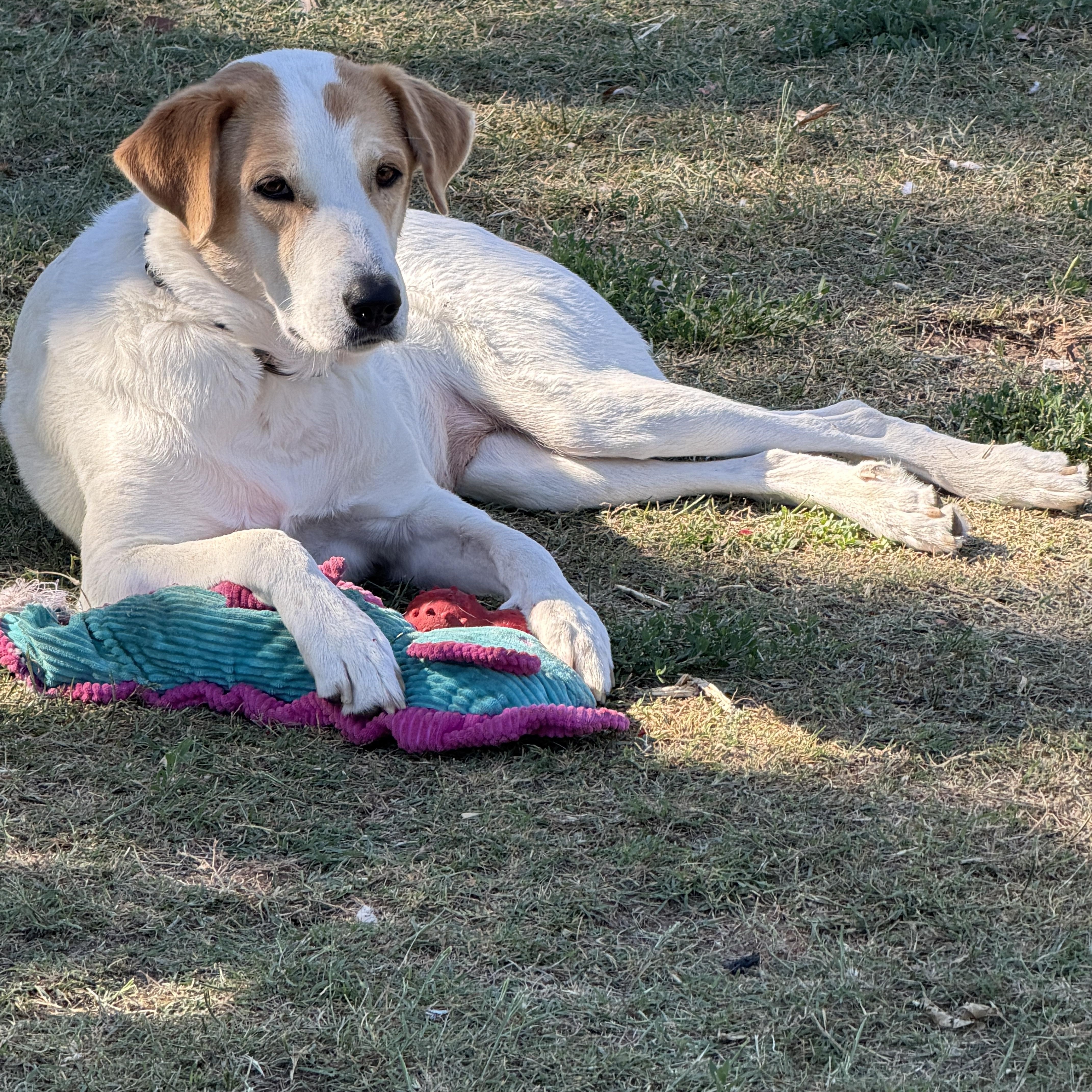Enlarge Leah, a ADOPTABLE mixed breed in Gilbert, AZ image 1/6