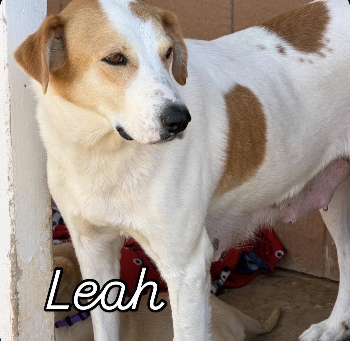 Enlarge Leah, a ADOPTABLE mixed breed in Gilbert, AZ image 1/6