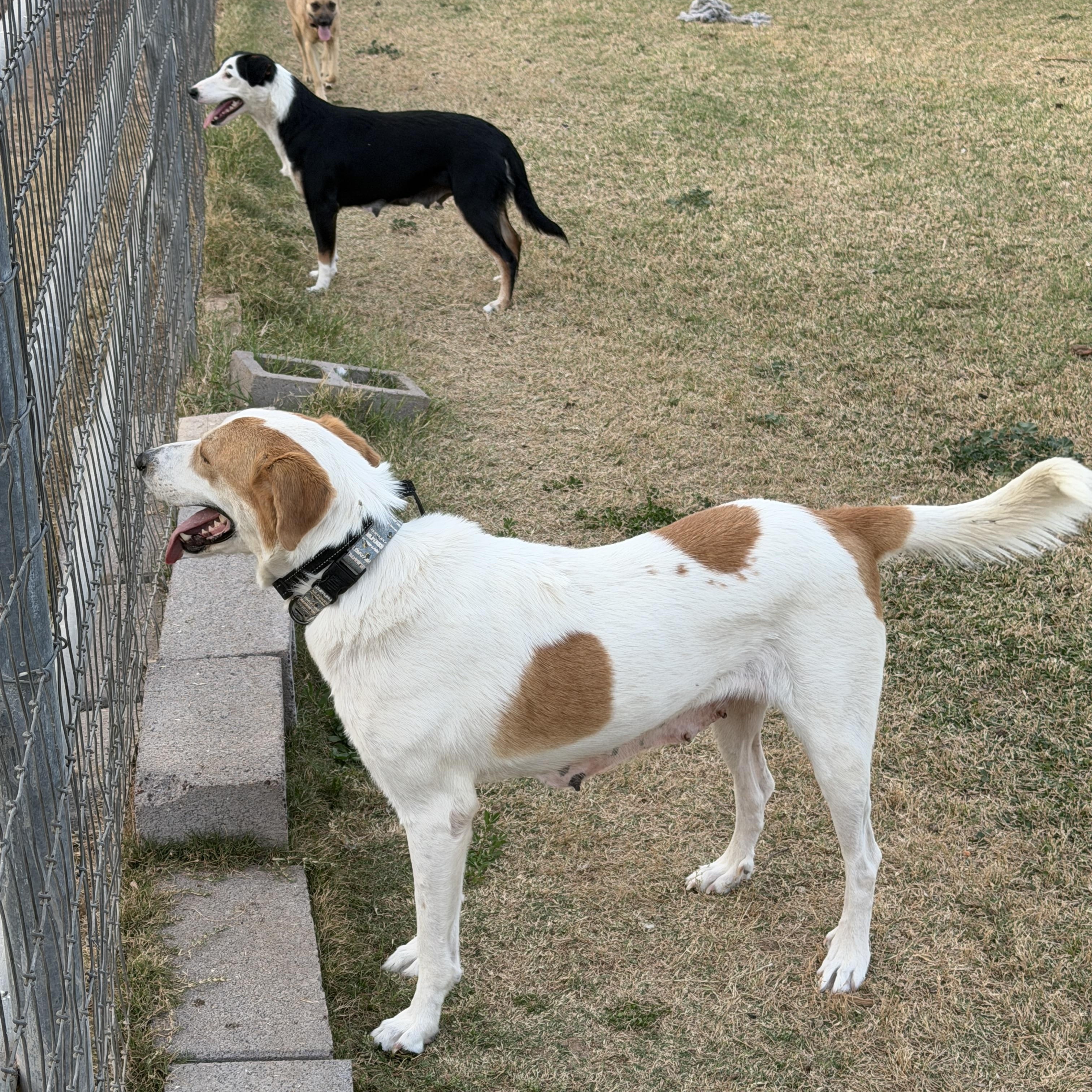 Enlarge Leah, a ADOPTABLE mixed breed in Gilbert, AZ image 4/6