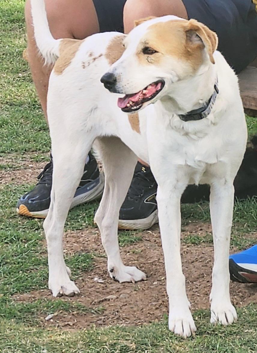 Enlarge Leah, a ADOPTABLE mixed breed in Gilbert, AZ image 2/6