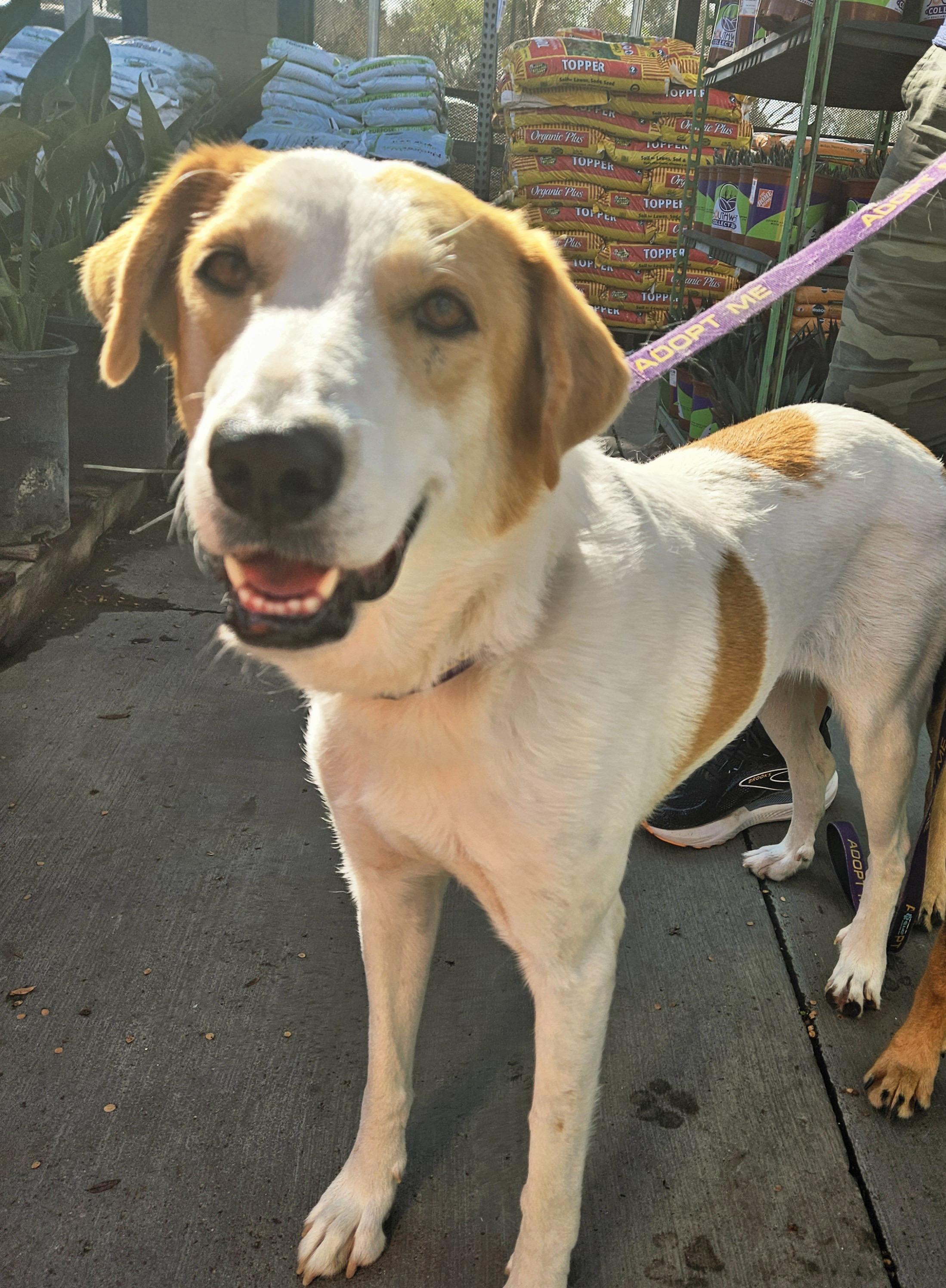 Enlarge Leah, a ADOPTABLE mixed breed in Gilbert, AZ image 3/6