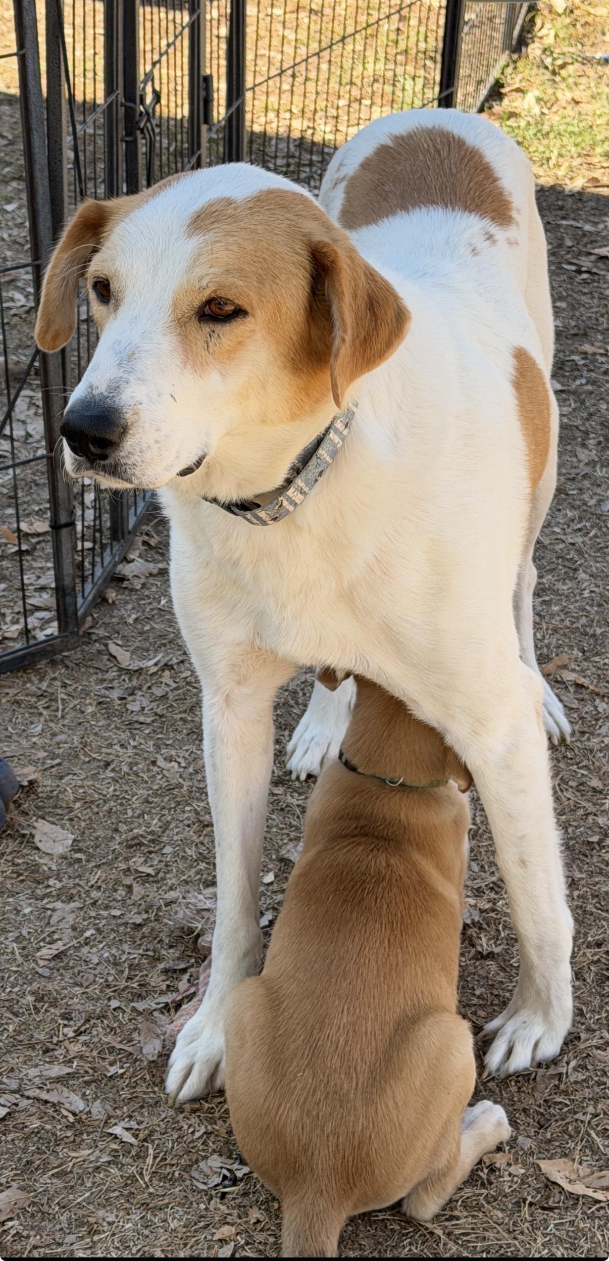 Enlarge Leah, a ADOPTABLE mixed breed in Gilbert, AZ image 5/6