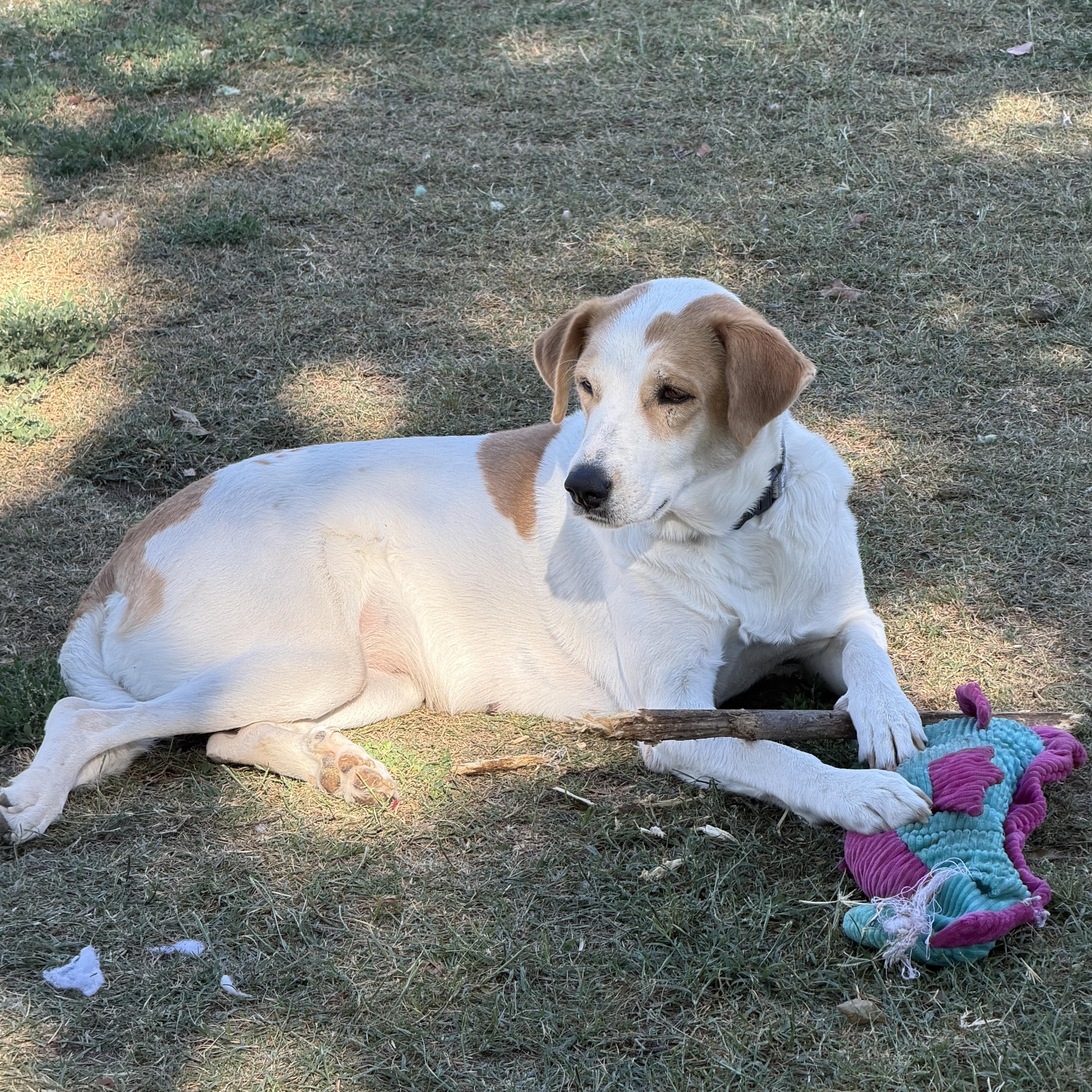 Enlarge Leah, a ADOPTABLE mixed breed in Gilbert, AZ image 6/6