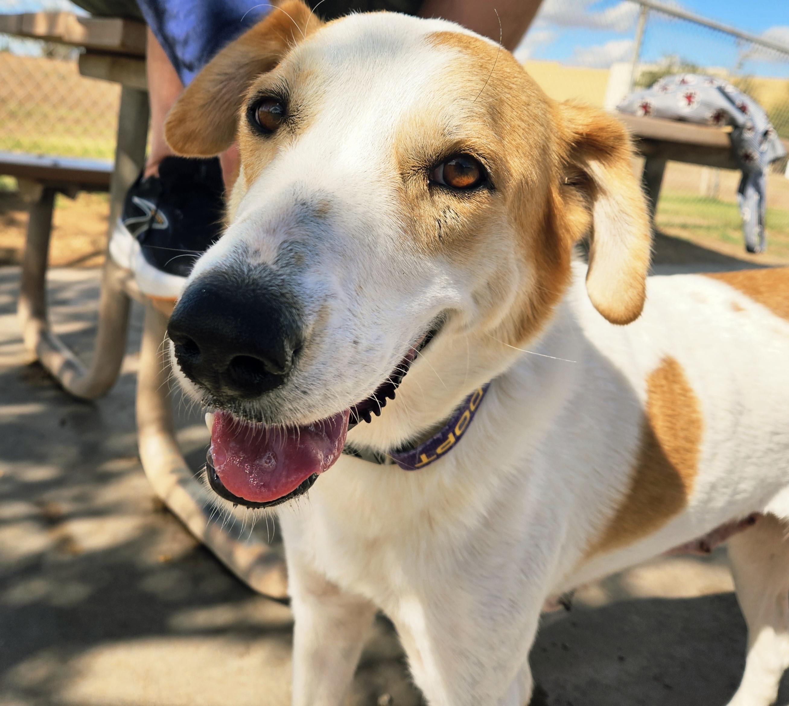Enlarge Leah, a ADOPTABLE mixed breed in Gilbert, AZ image 2/6
