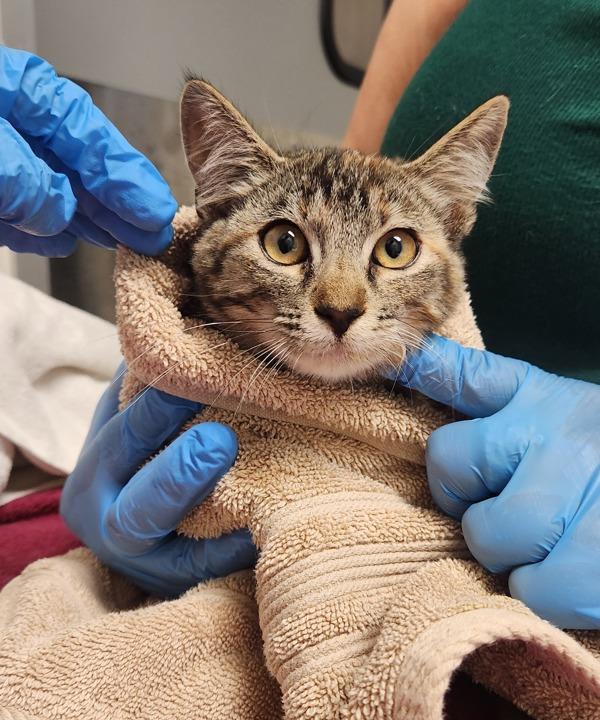 Moon Shoes, Adoptable, Kitten Female Domestic Short Hair.