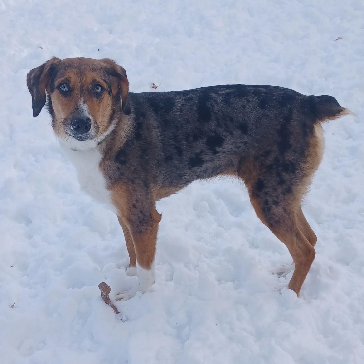 Enlarge Cora Frey, an adoptable mixed breed in Racine, WI image 2/4