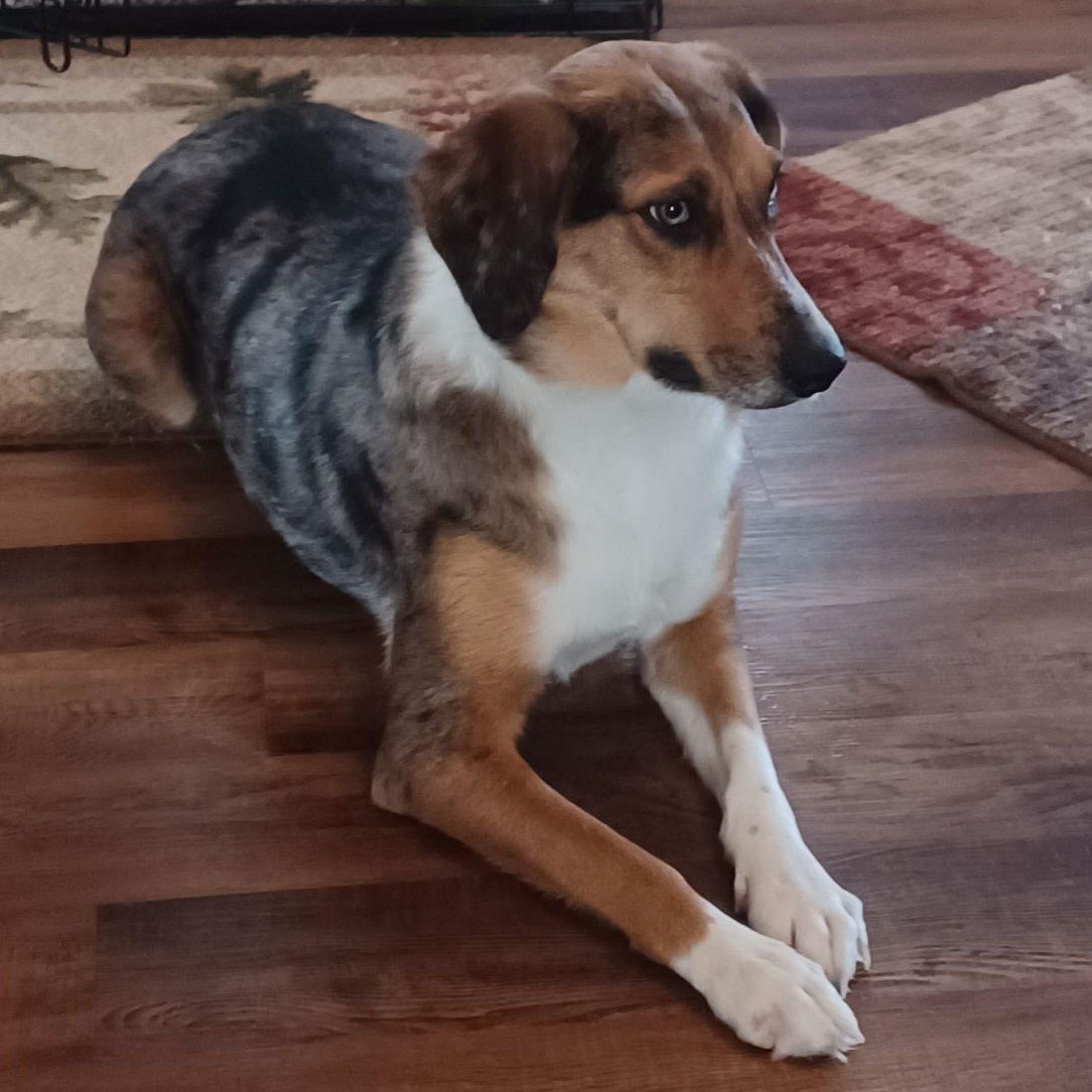 Enlarge Cora Frey, an adoptable mixed breed in Racine, WI image 3/4