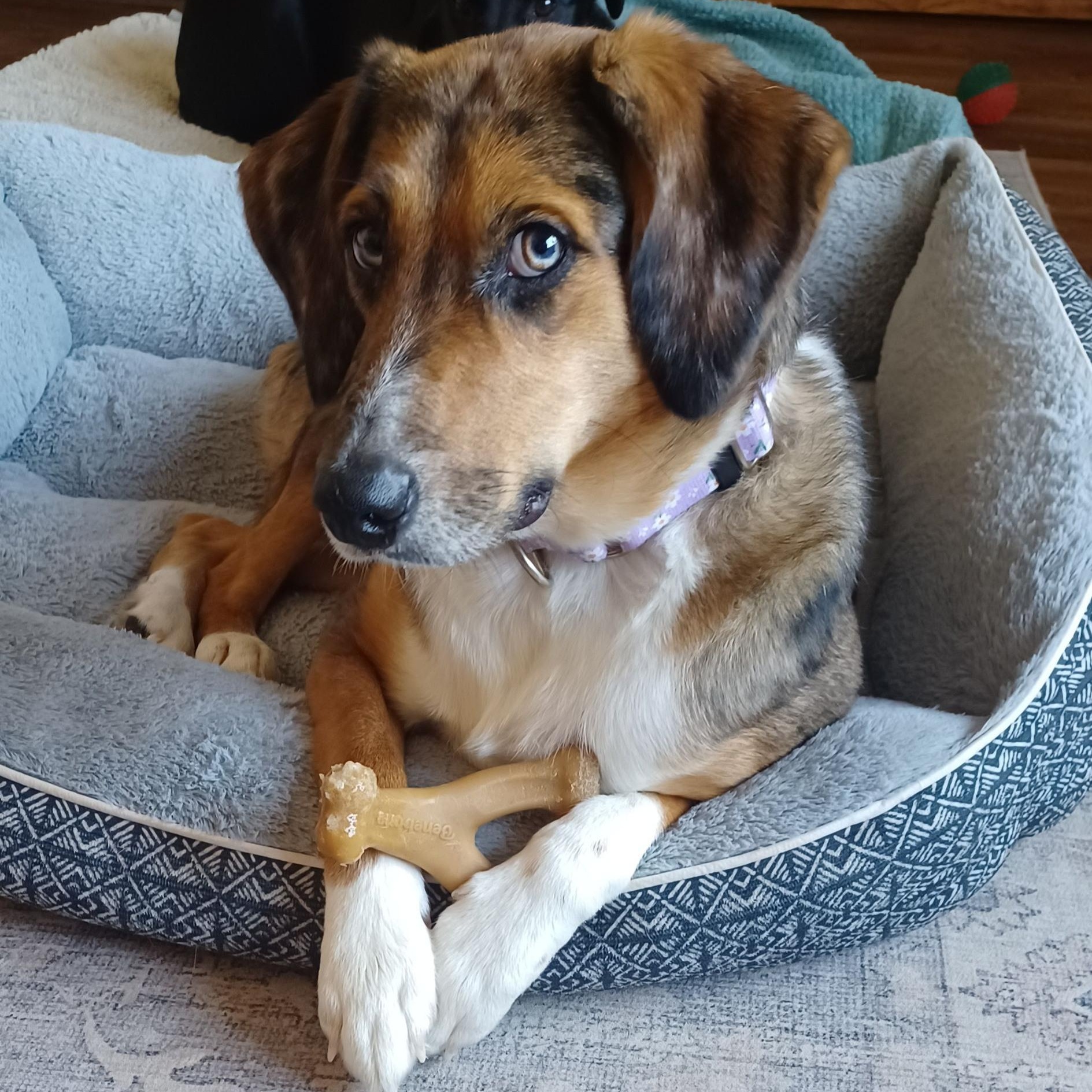 Cora Frey, adoptable, Adult Female Catahoula Leopard Dog.