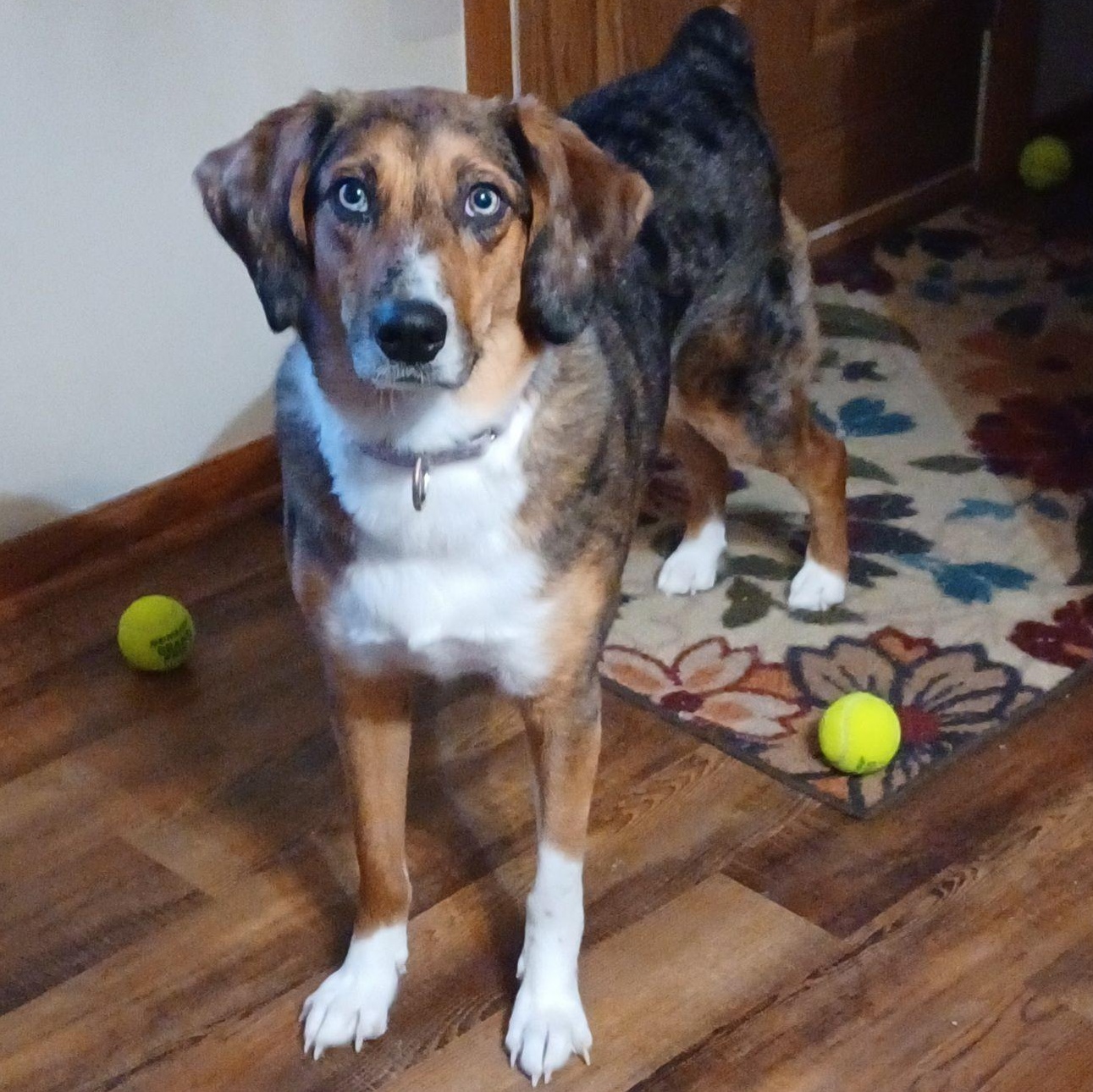 Cora Frey, adoptable, Adult Female Catahoula Leopard Dog.