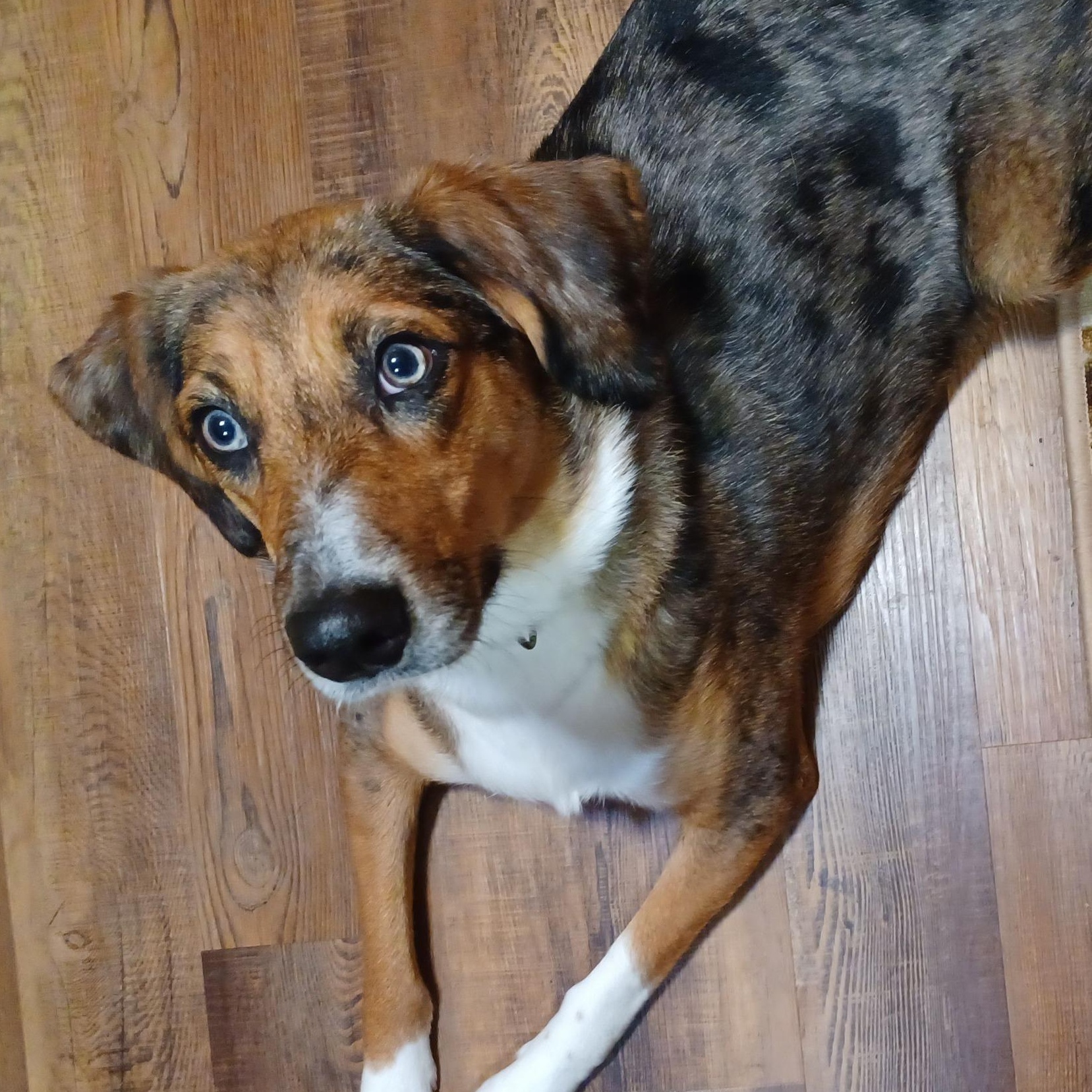 Enlarge Cora Frey, an adoptable mixed breed in Racine, WI image 4/4