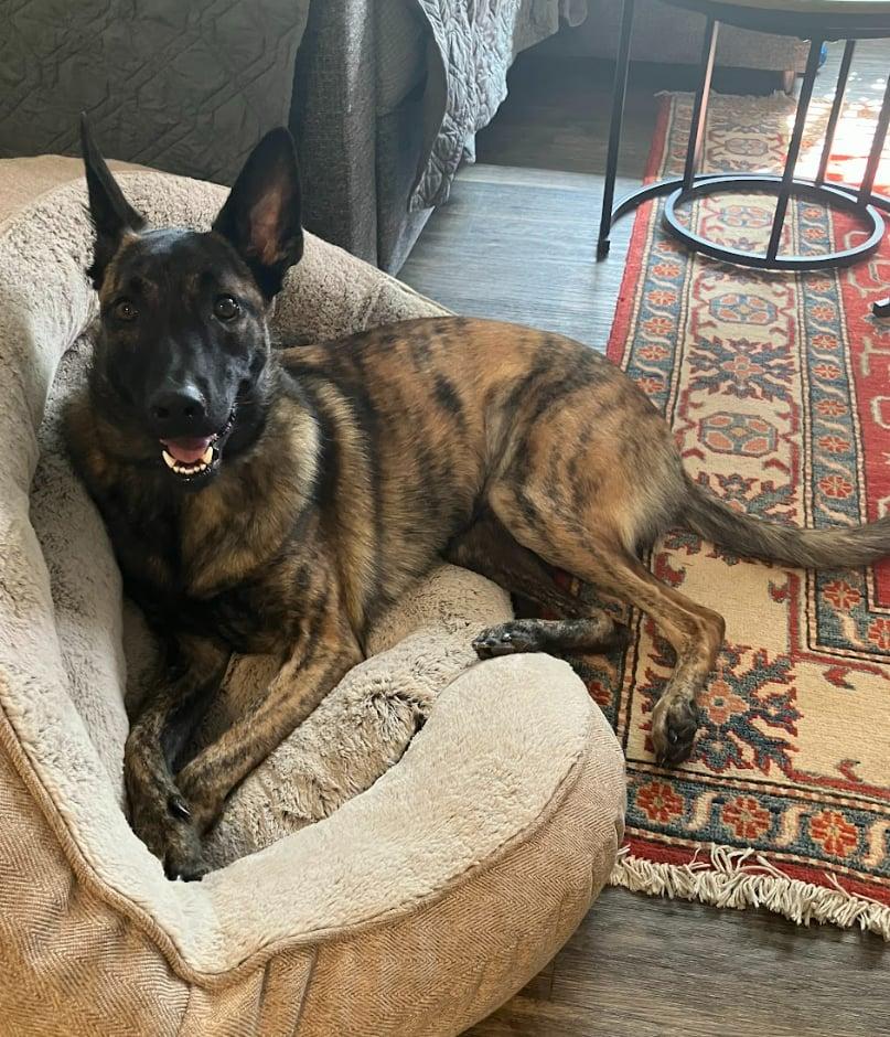 Niyah, Adoptable, Adult Female Dutch Shepherd.