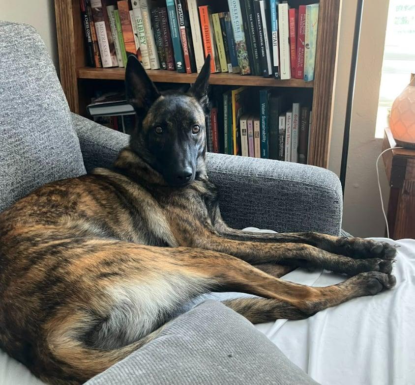 Niyah, a Adoptable Dutch Shepherd in Vancouver, WA image 2/6