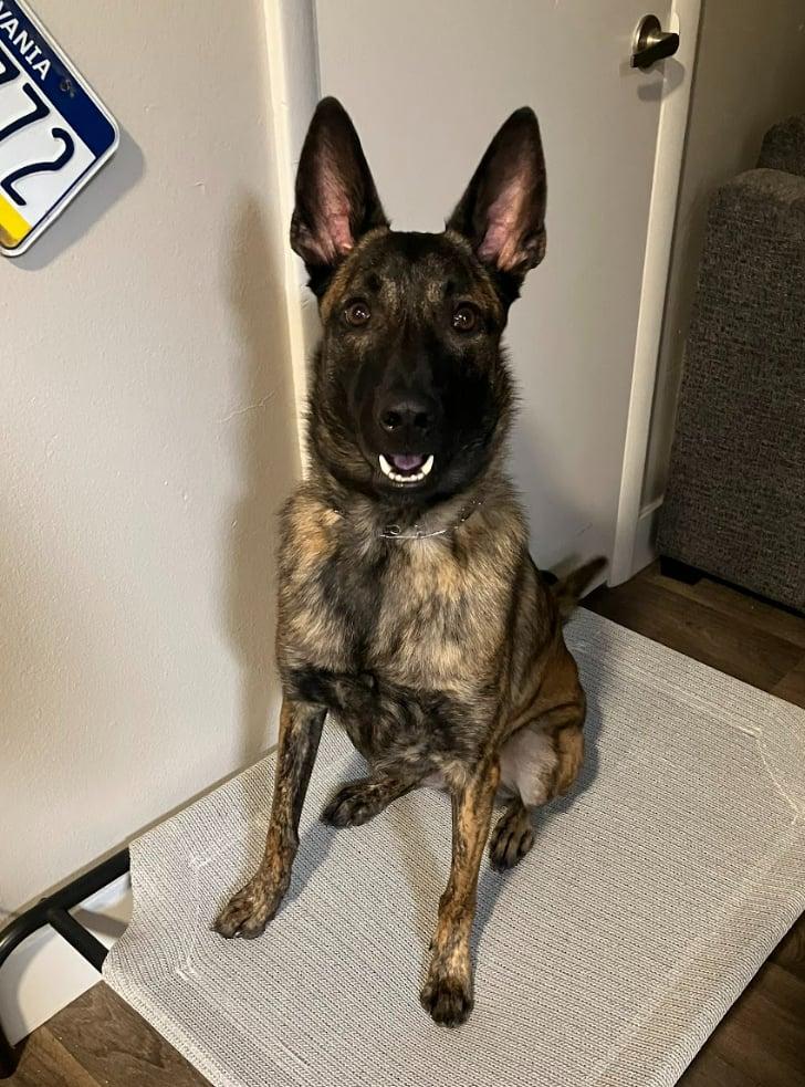 Niyah, a Adoptable Dutch Shepherd in Vancouver, WA image 3/6
