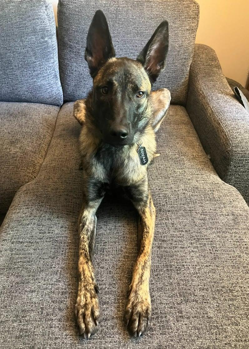 Niyah, a Adoptable Dutch Shepherd in Vancouver, WA image 4/6
