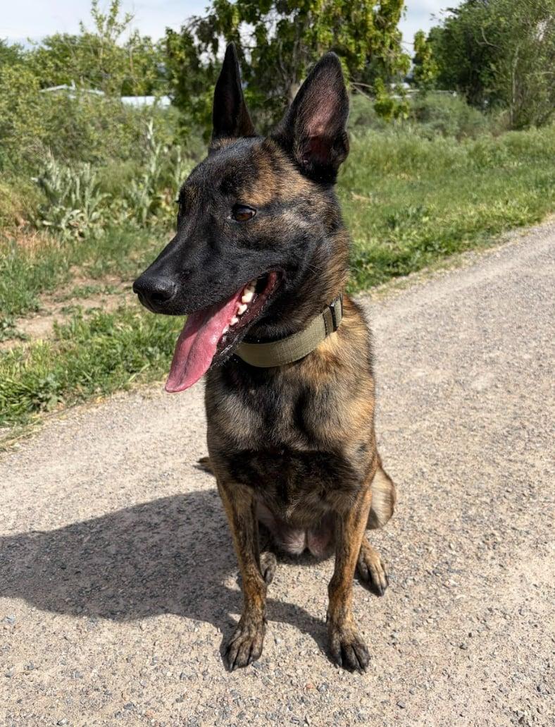 Niyah, a Adoptable Dutch Shepherd in Vancouver, WA image 5/6