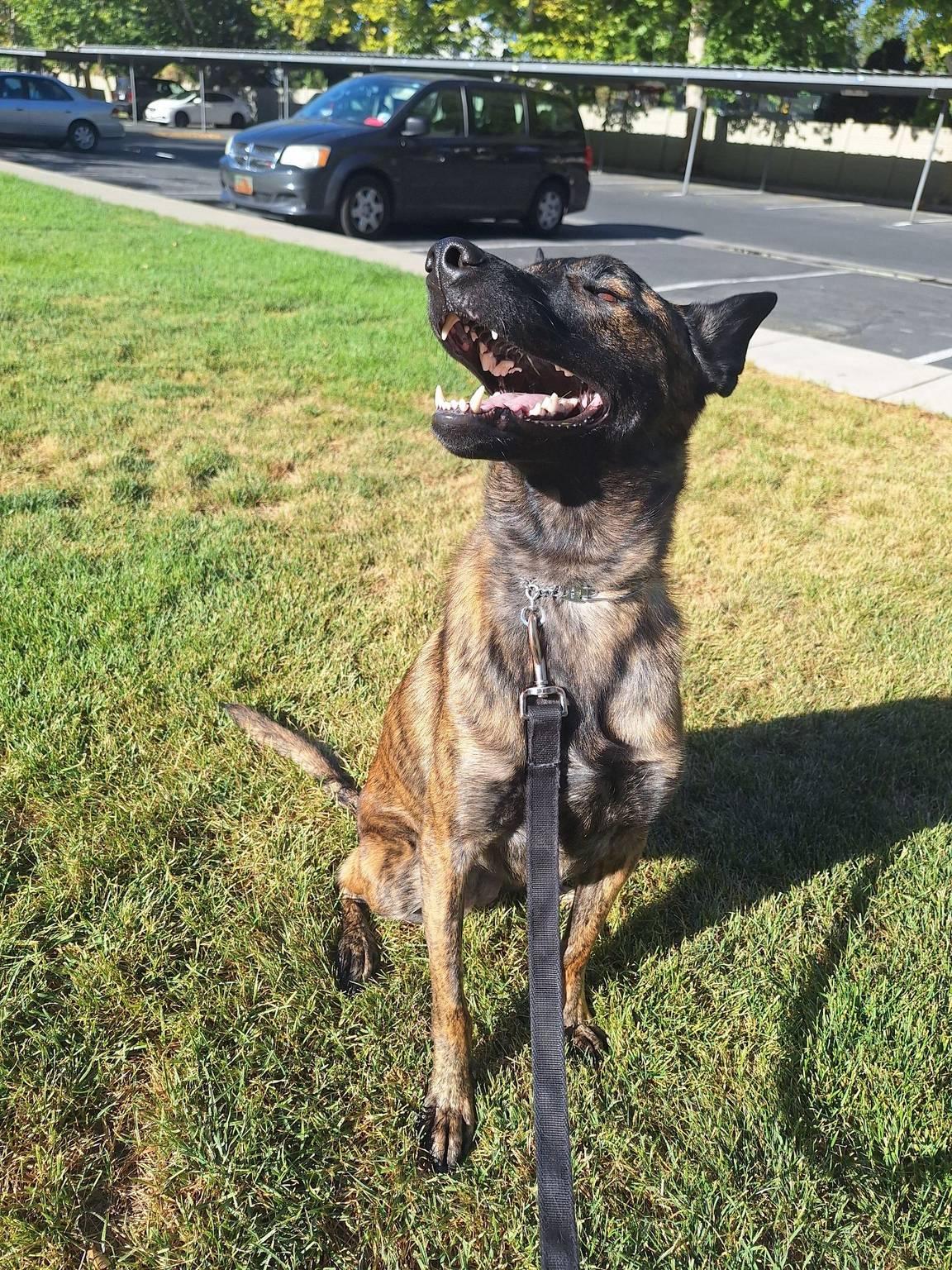 Niyah, a Adoptable Dutch Shepherd in Vancouver, WA image 6/6