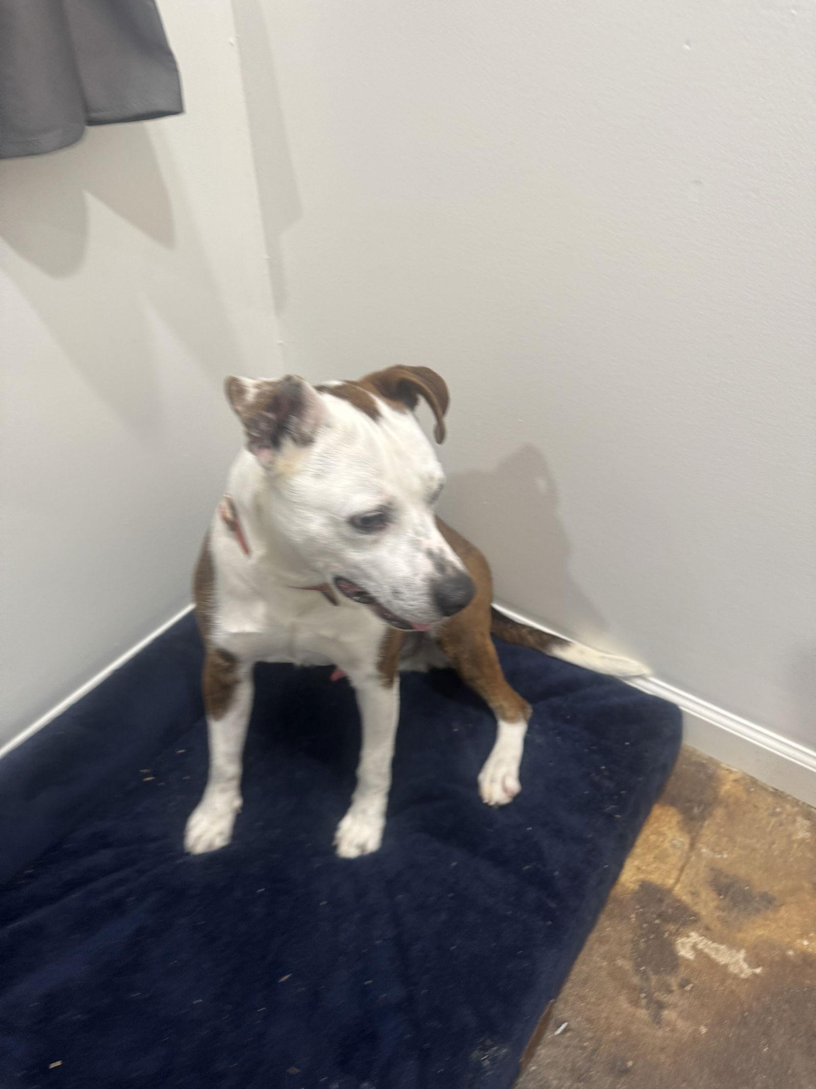 Enlarge Butch, a Adoptable Pit Bull Terrier in Corning, AR image 1/3