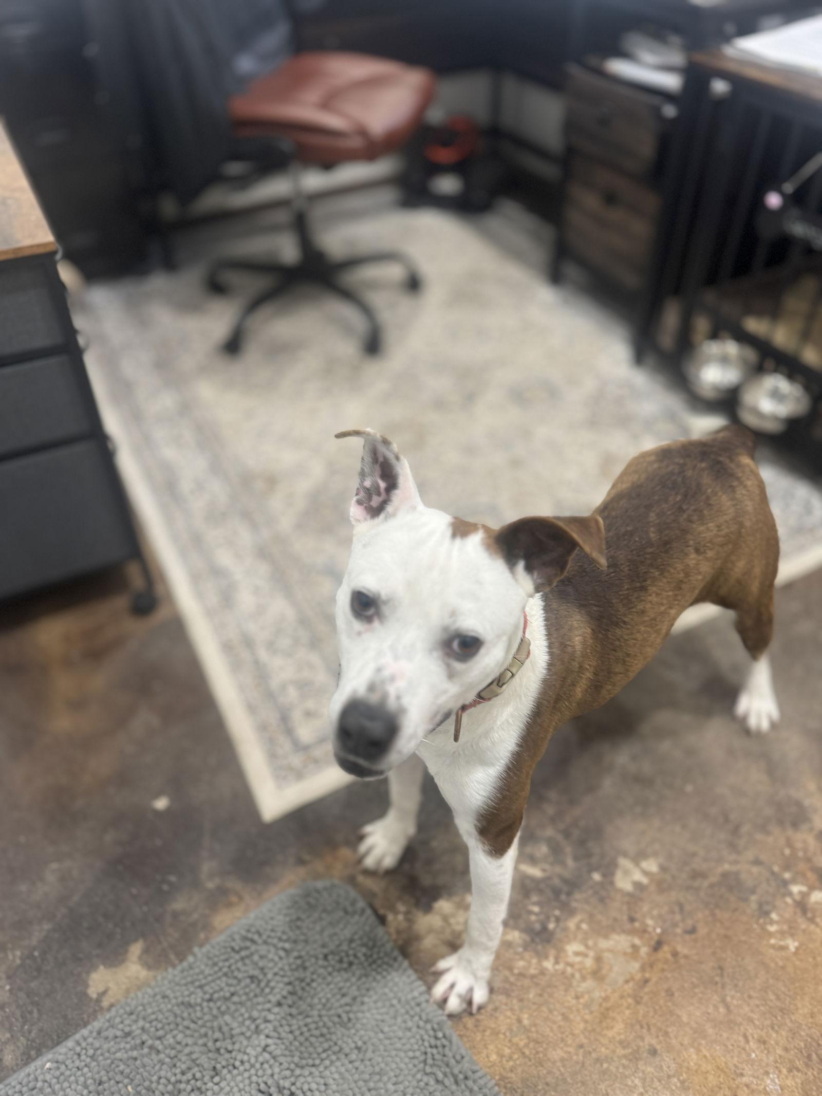 Butch, Adoptable, Adult Male Pit Bull Terrier.