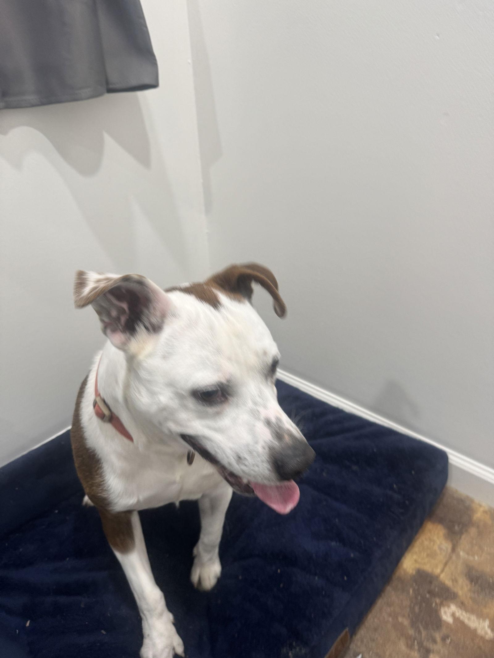 Enlarge Butch, a Adoptable Pit Bull Terrier in Corning, AR image 3/3