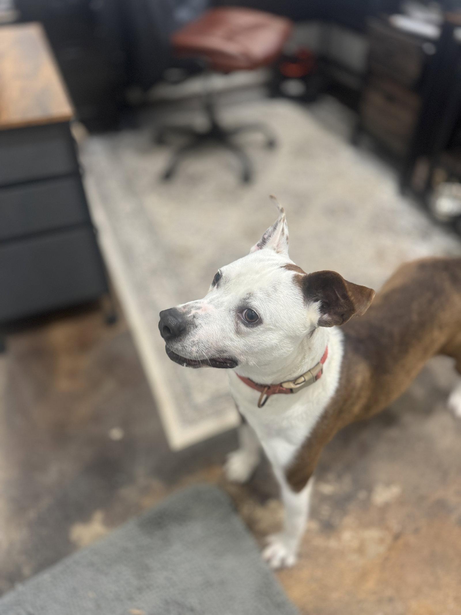Enlarge Butch, a Adoptable Pit Bull Terrier in Corning, AR image 2/3
