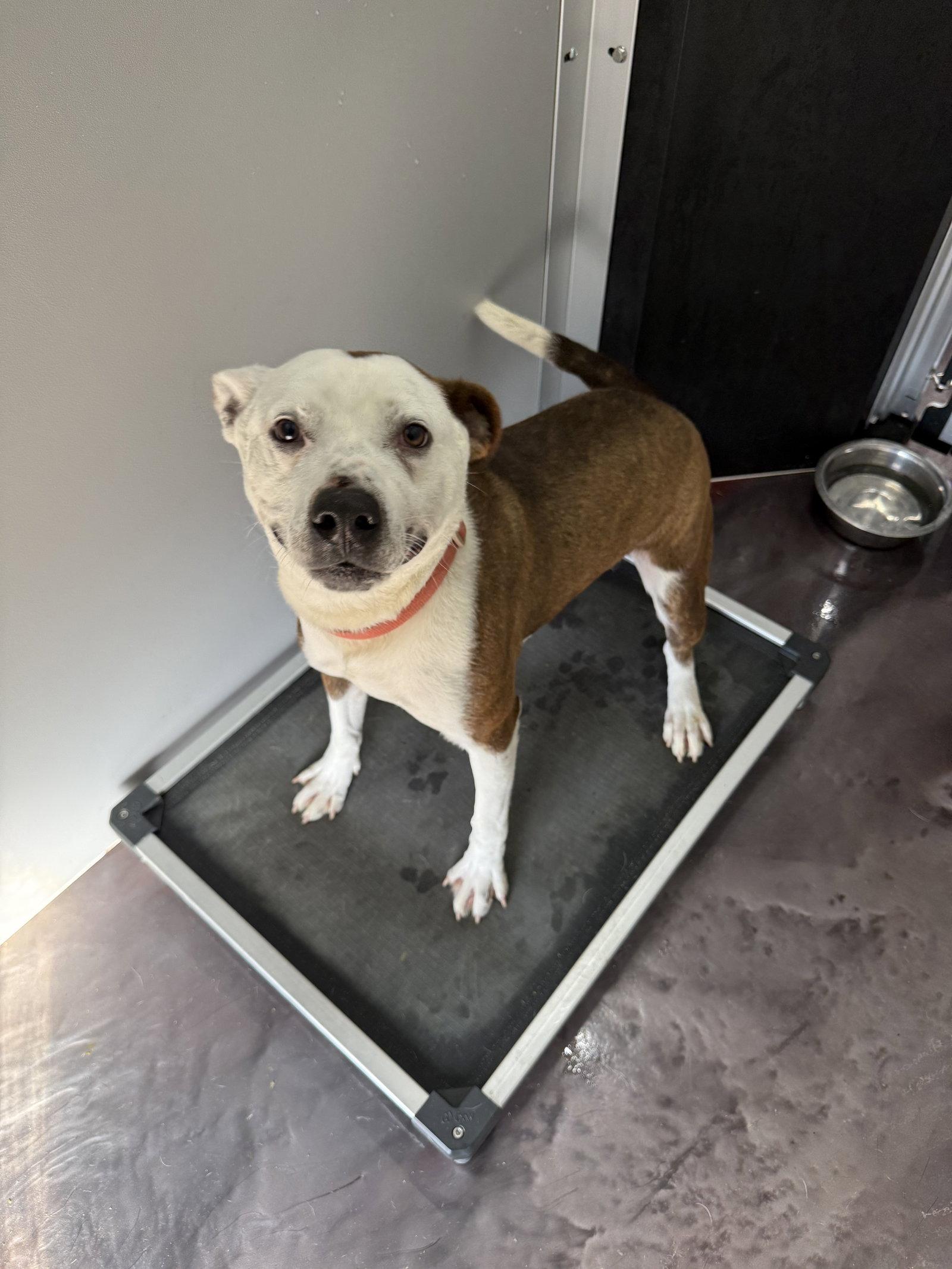 Enlarge Butch, a Adoptable Pit Bull Terrier in Corning, AR image 3/3