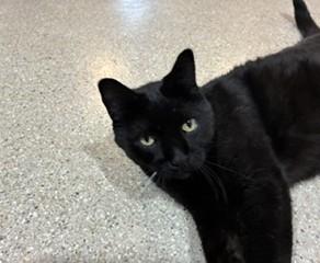 Enlarge Ivan, a ADOPTABLE Domestic Short Hair in Lead, SD image 5/5