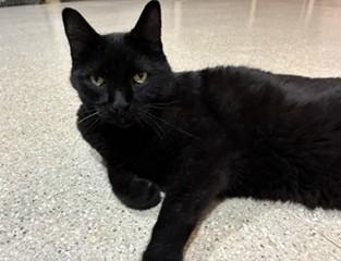 Enlarge Ivan, a ADOPTABLE Domestic Short Hair in Lead, SD image 1/5