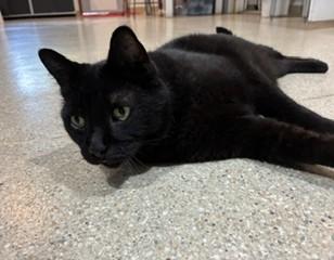 Enlarge Ivan, a ADOPTABLE Domestic Short Hair in Lead, SD image 2/5