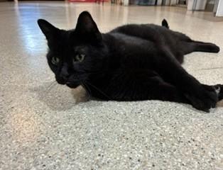 Enlarge Ivan, a ADOPTABLE Domestic Short Hair in Lead, SD image 3/5