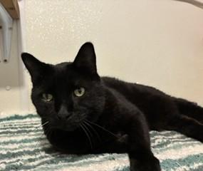 Ivan, a ADOPTABLE Domestic Short Hair in Lead, SD image 3/6
