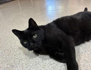 Enlarge Ivan, a ADOPTABLE Domestic Short Hair in Lead, SD image 4/5