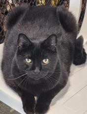 Ivan, ADOPTABLE, Adult Male Domestic Short Hair.