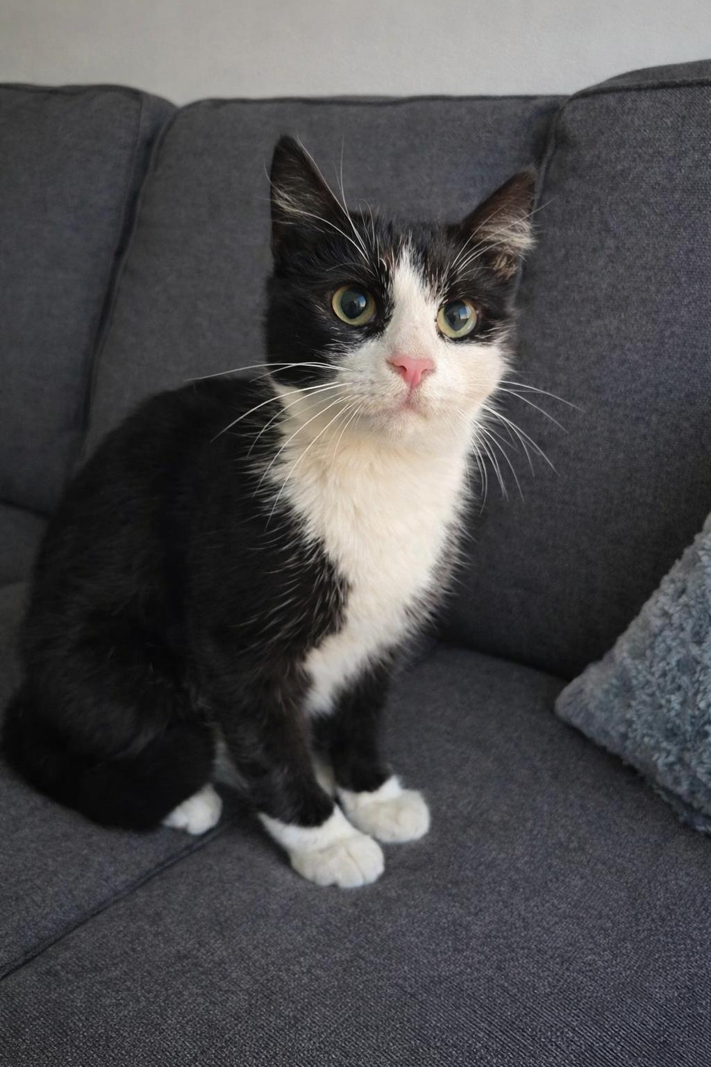 Tuxie , ADOPTABLE, Adult Male Tuxedo.