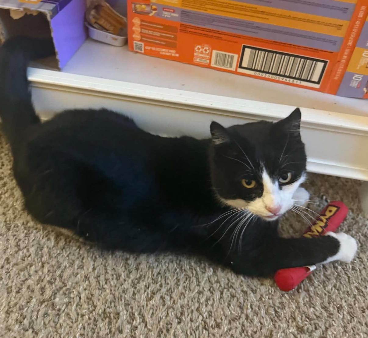 Enlarge Tuxie , a ADOPTABLE Tuxedo in Enfield, CT image 3/3